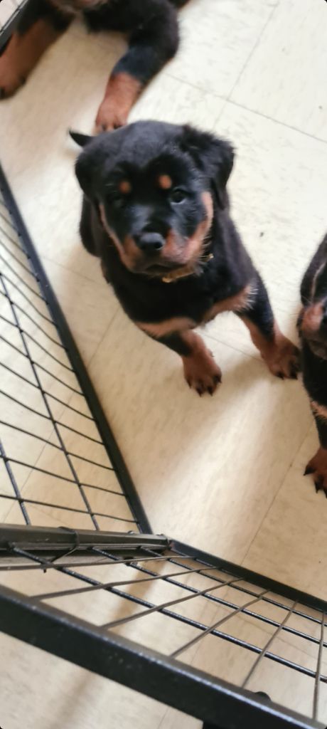 Des Saladis De Niagara - Chiots disponibles - Rottweiler